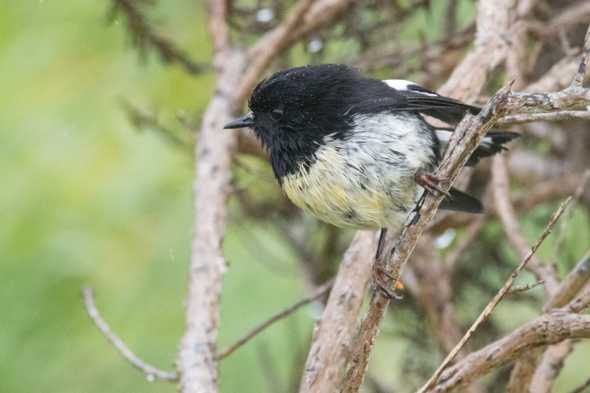 Tomtit - ML639135603