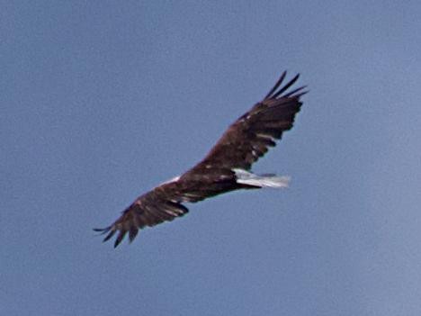 Bald Eagle - ML639135668