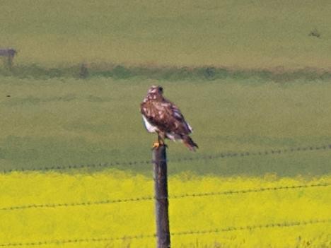 Ferruginous Hawk - ML639135671