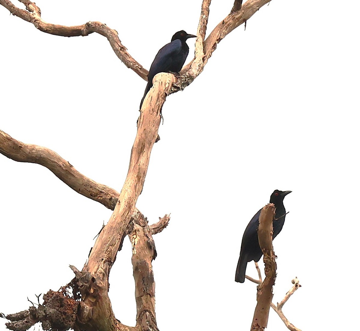 Crinkle-collared Manucode - ML639135700