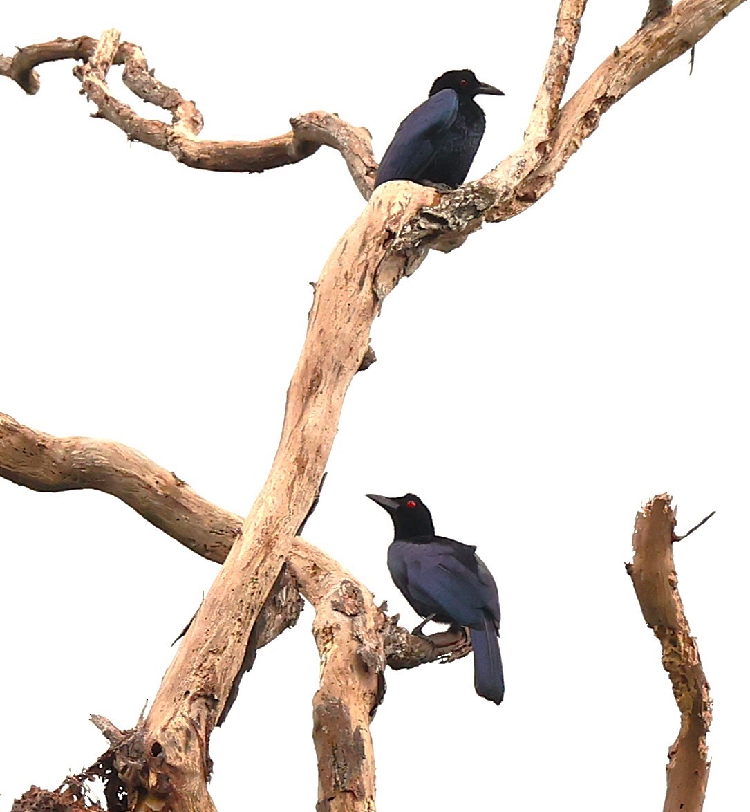 Crinkle-collared Manucode - ML639135701