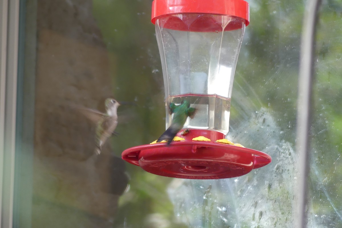 kolibřík mexický - ML639135753