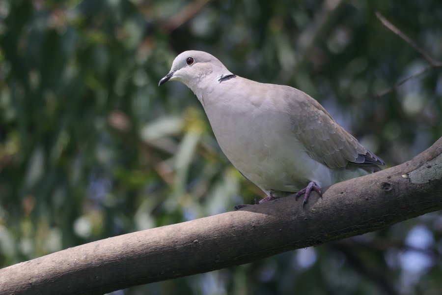 Eurasian Collared-Dove - ML639135756