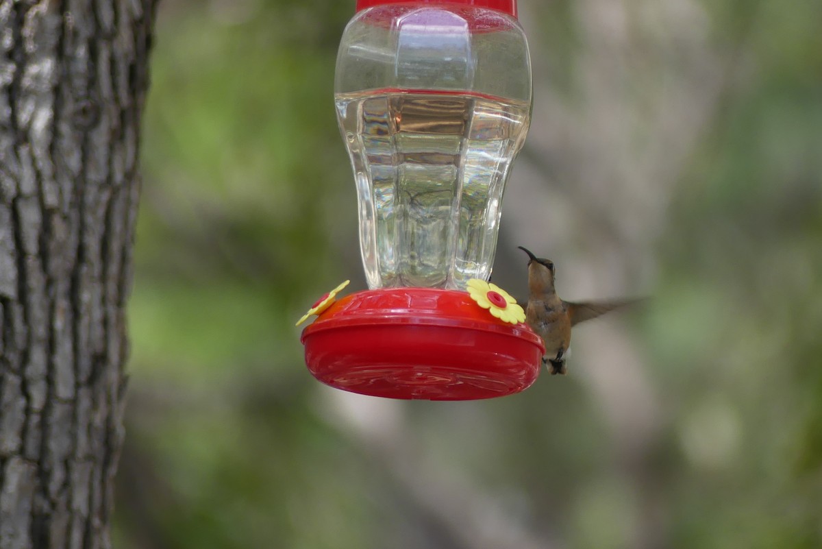 kalypta zelenoboká - ML639135757