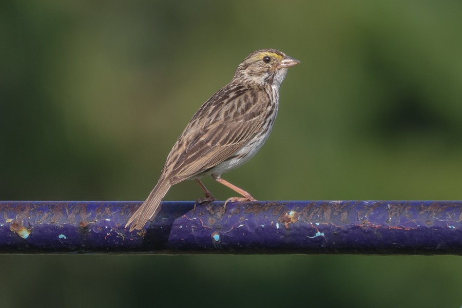 Savannah Sparrow - ML639135796