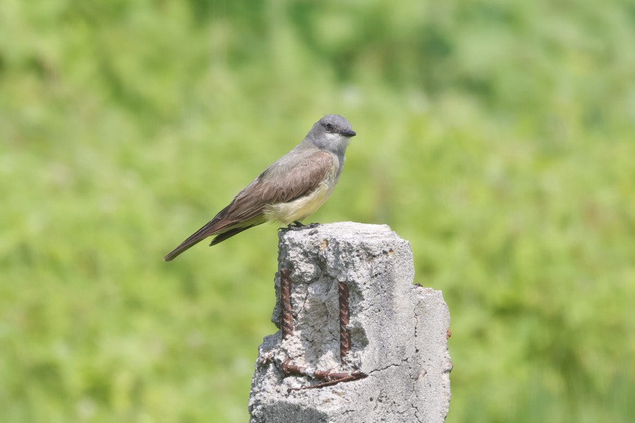Cassin's Kingbird - ML639135799