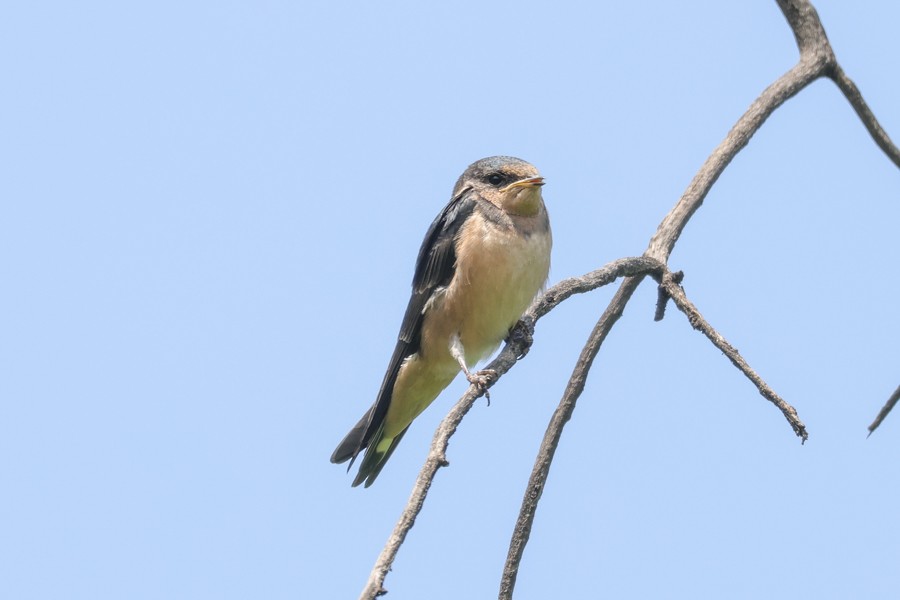 Barn Swallow - ML639135802