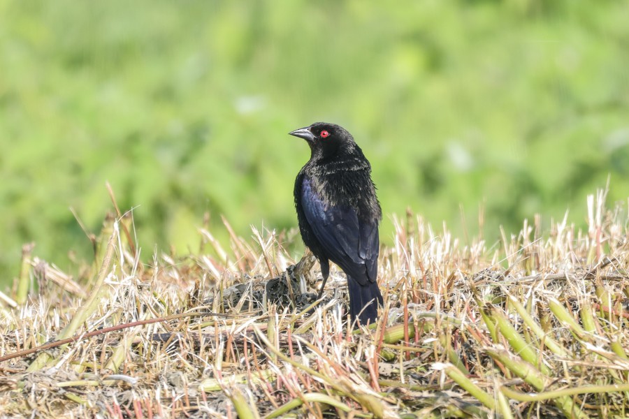 Bronzed Cowbird - ML639135831