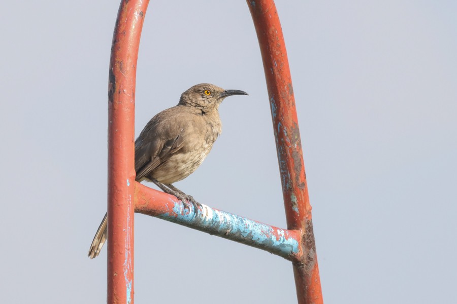 Curve-billed Thrasher - ML639135867