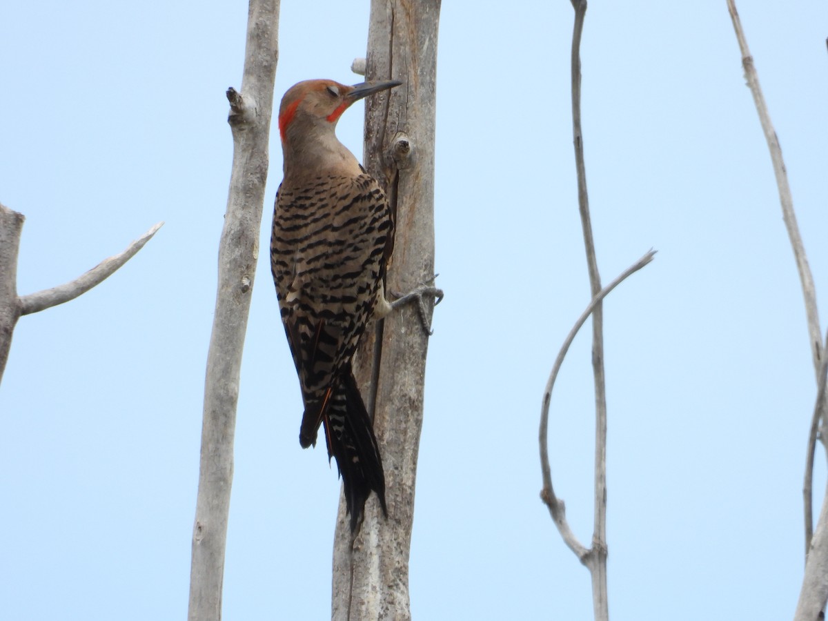 Northern Flicker (Yellow-shafted x Red-shafted) - ML639135885