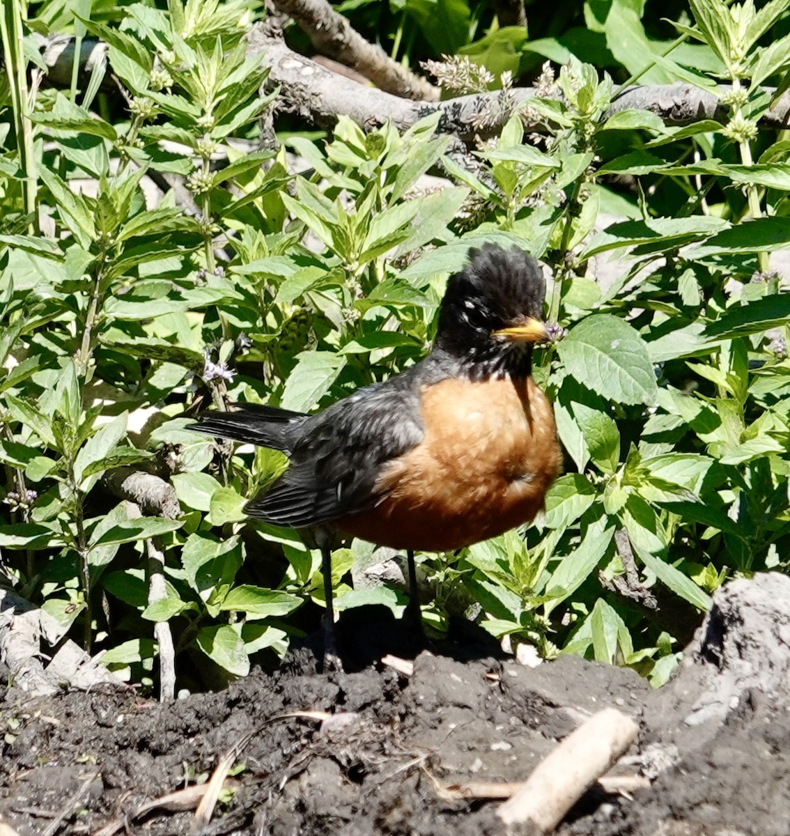 American Robin - ML639135893