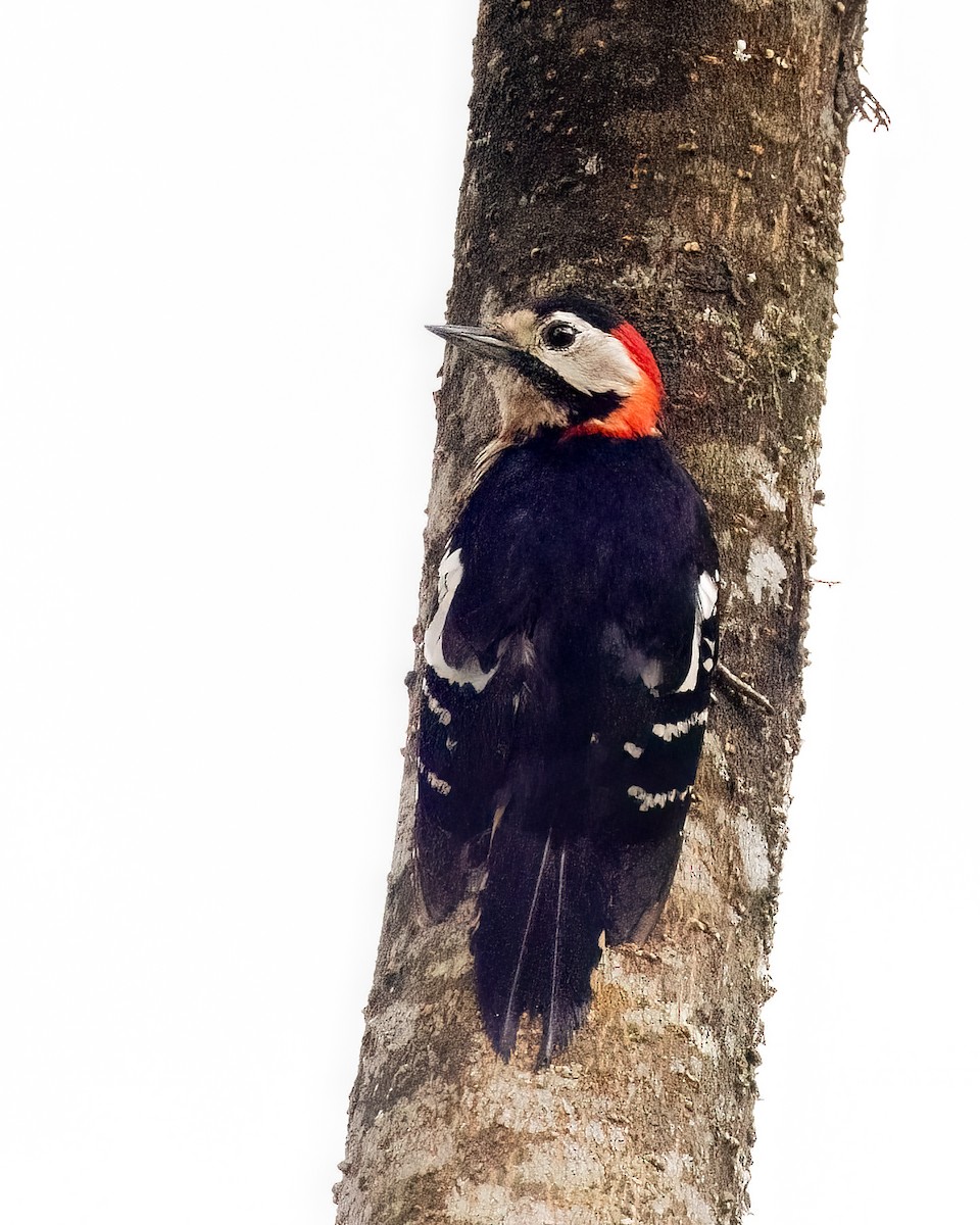 Crimson-naped Woodpecker - ML639135910