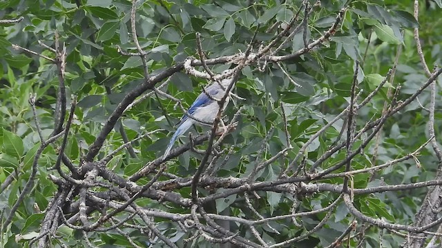 Blue Jay - ML639135946