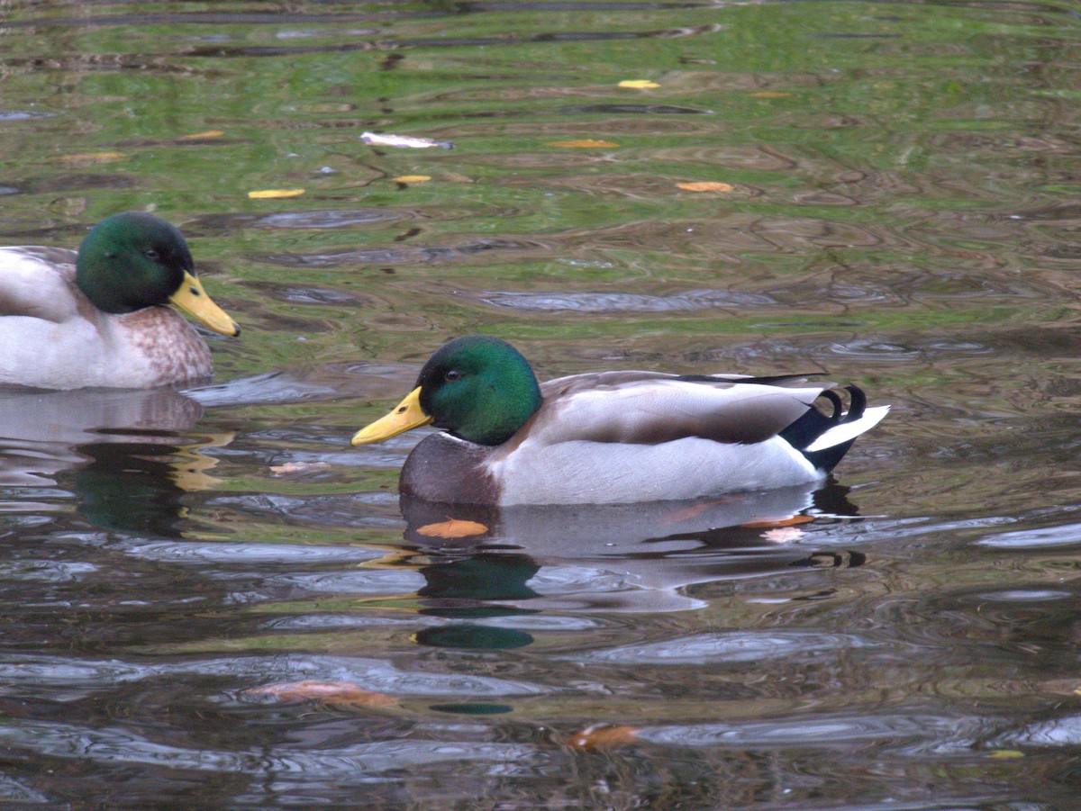 Зэрлэг нугас - ML639135948