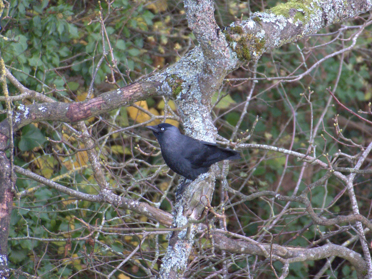 Харлаг хэрээ - ML639135957