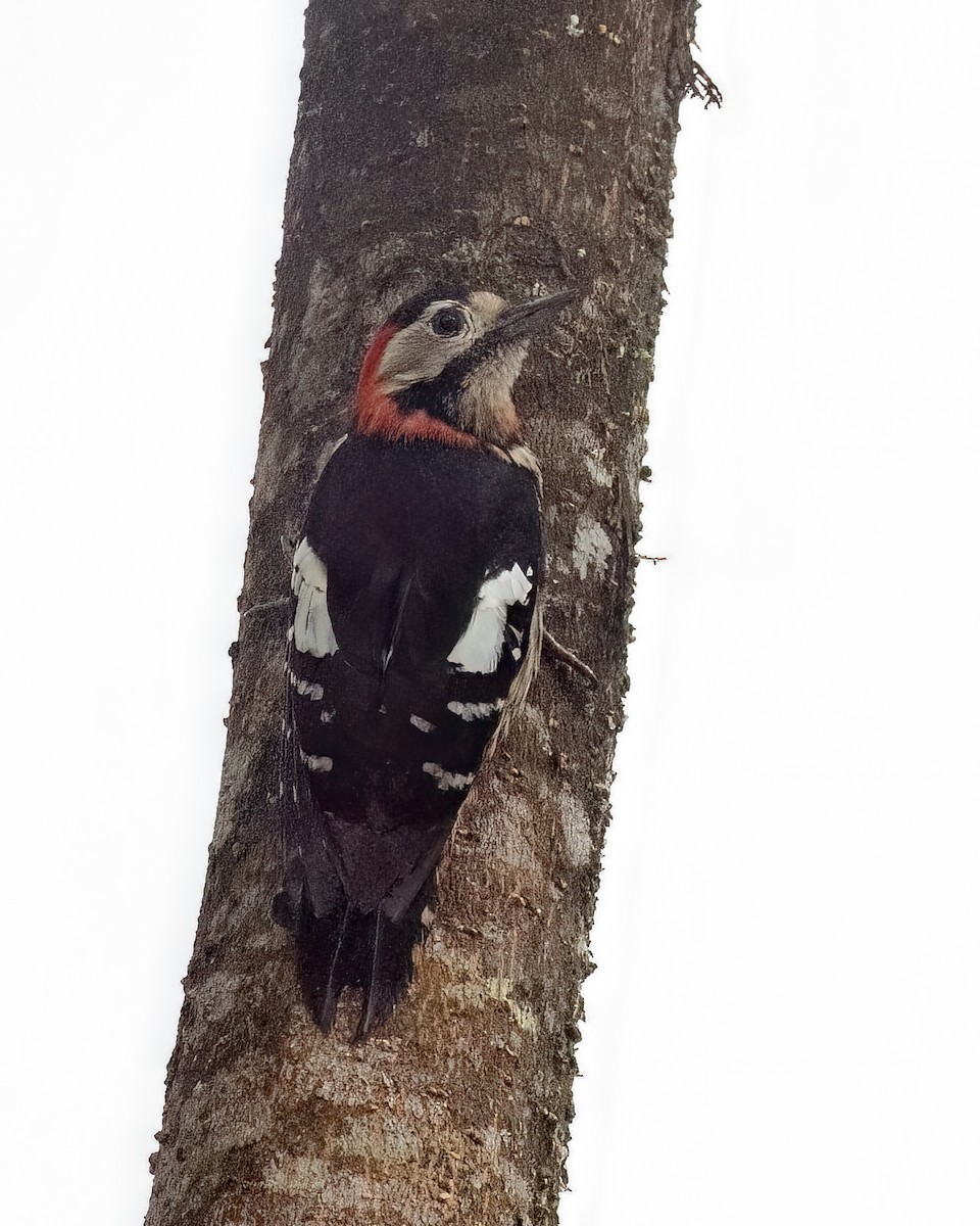 Crimson-naped Woodpecker - ML639135987
