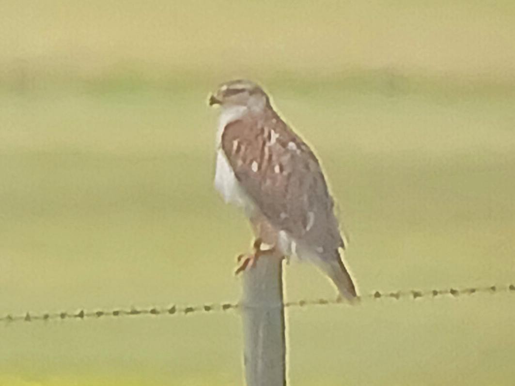 Ferruginous Hawk - ML639136006