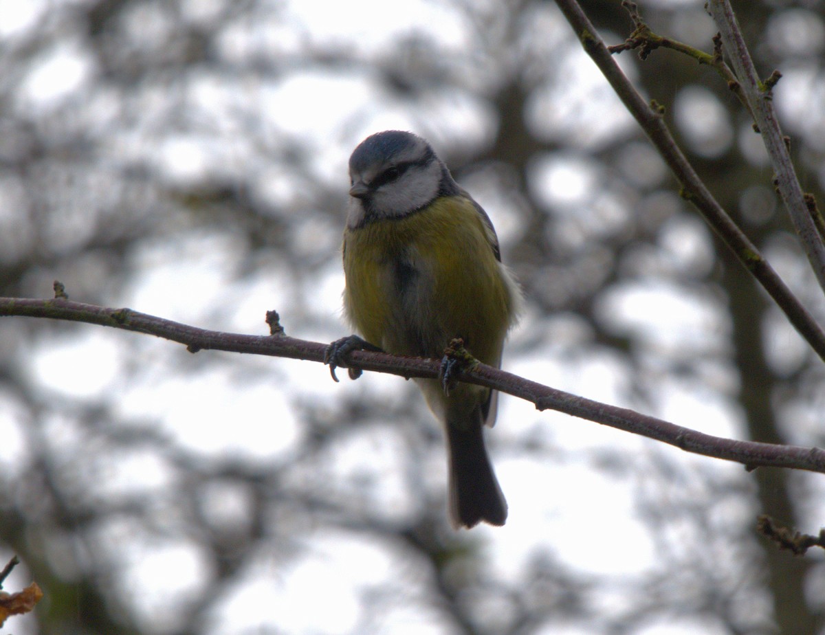 Өрнийн хөх бух - ML639136038