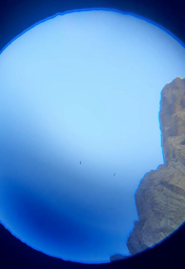 Andean Condor - ML639136045