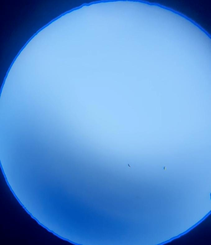 Andean Condor - ML639136047