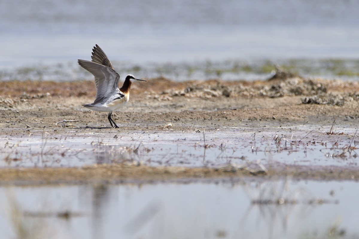 Wilson's Phalarope - ML639136060