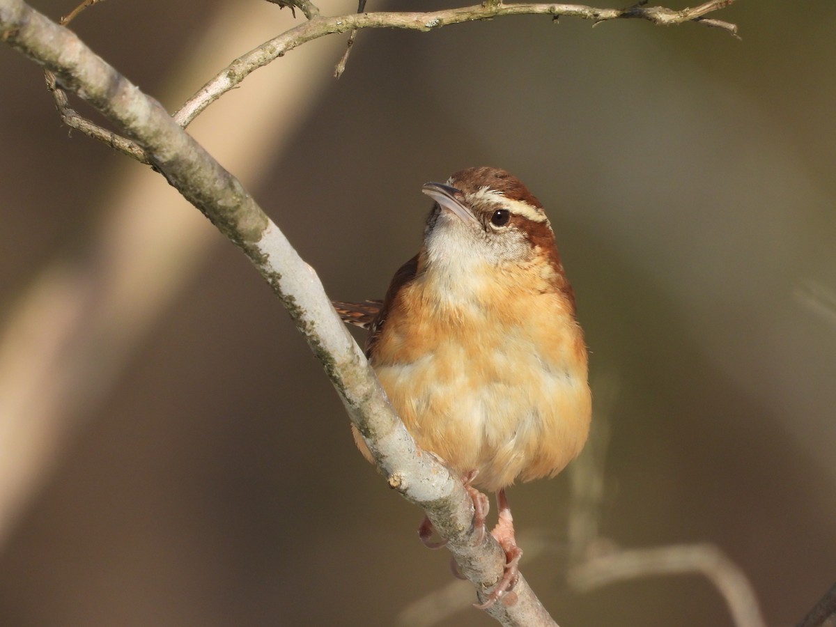 Carolina Wren - ML639136115