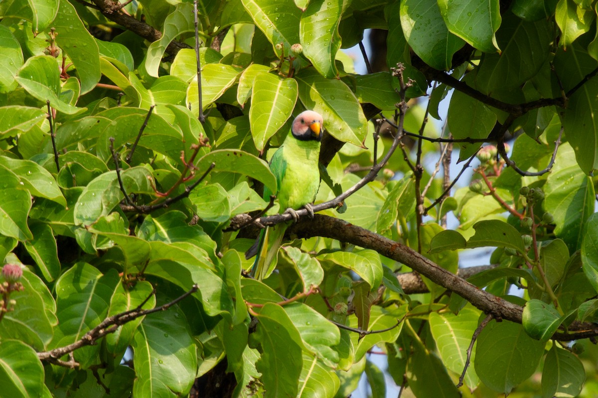 Blossom-headed Parakeet - ML639136123
