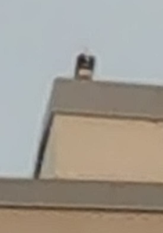 Скопа західна - ML639136168