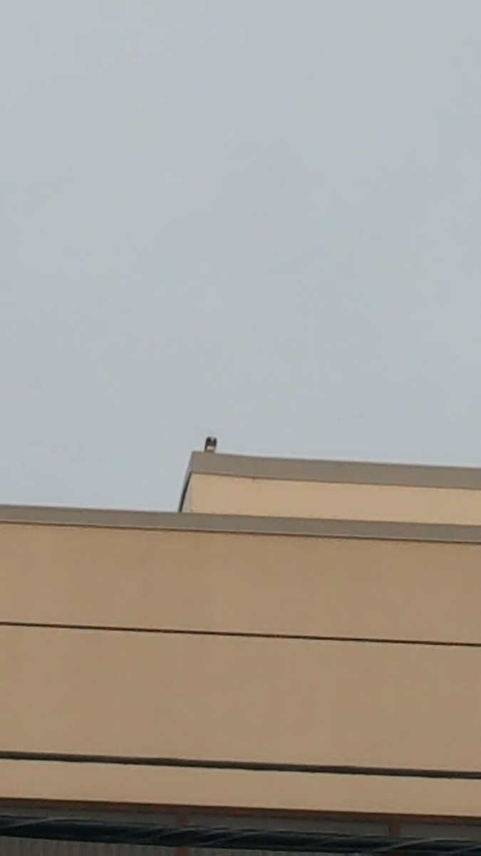 Скопа західна - ML639136169