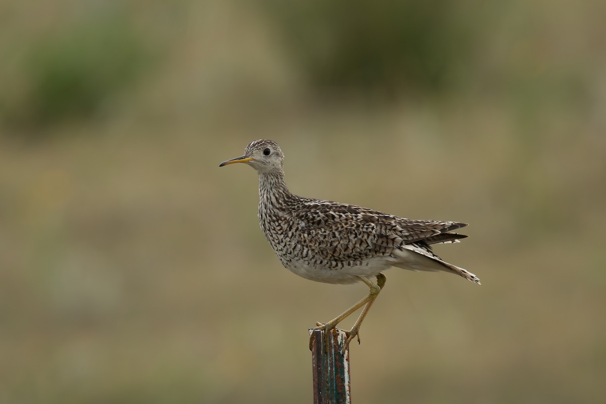 Upland Sandpiper - ML639136189