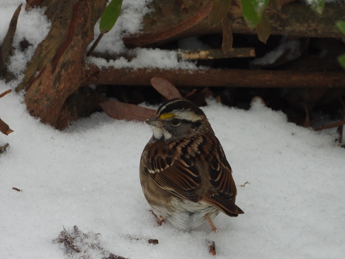 White-throated Sparrow - ML639136219