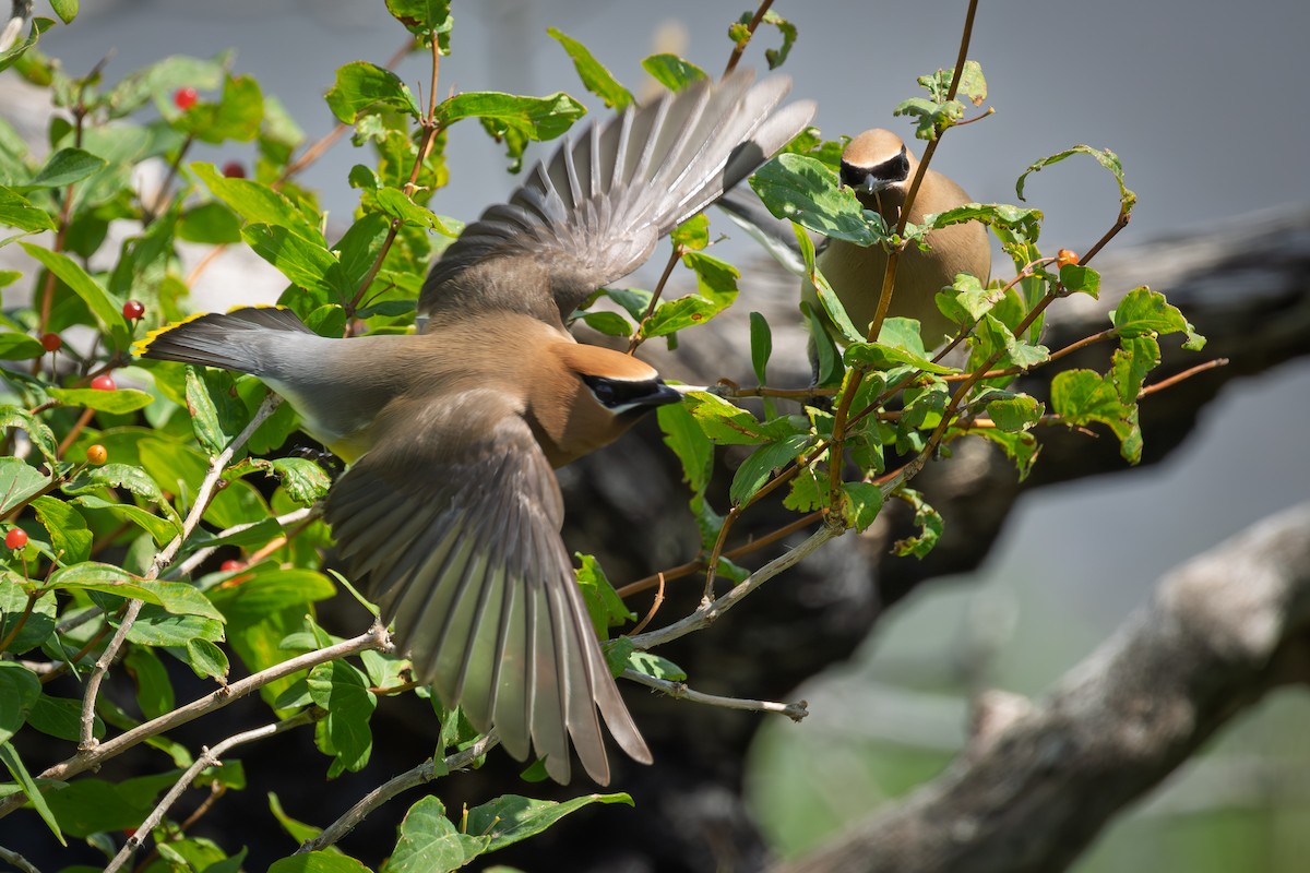 Cedar Waxwing - ML639136231