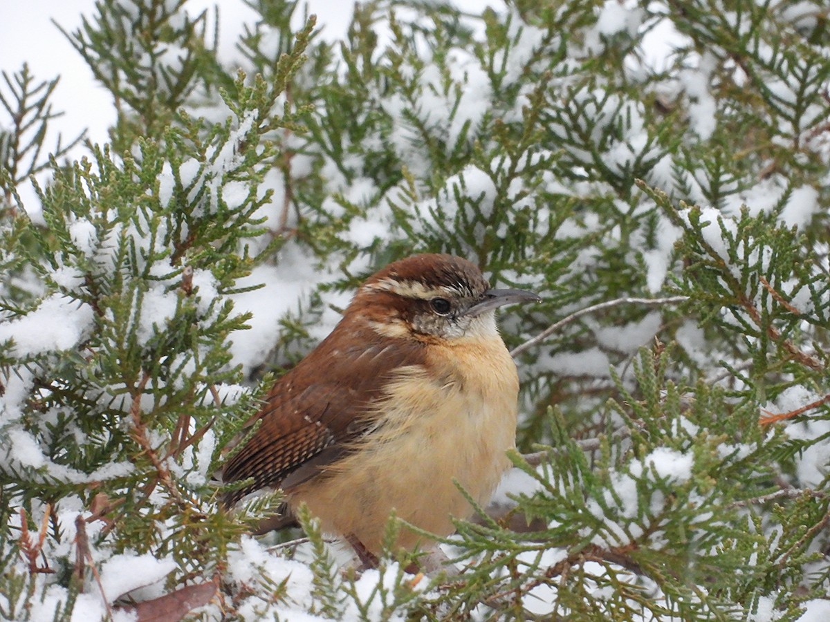 Carolina Wren - ML639136258