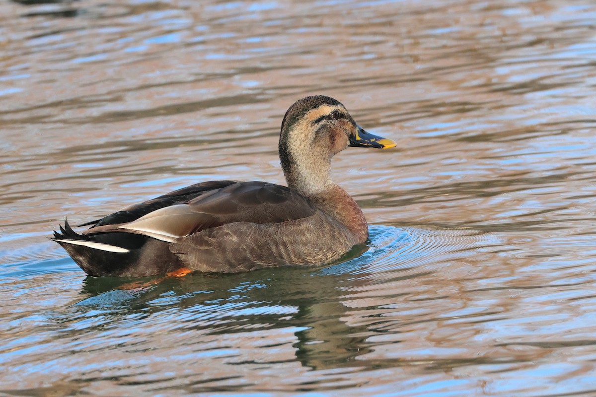 Mallard x Eastern Spot-billed Duck (hybrid) - ML639136272