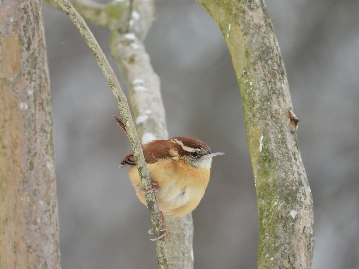 Carolina Wren - ML639136293