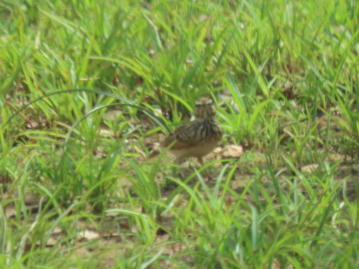 Sun Lark - ML639136296