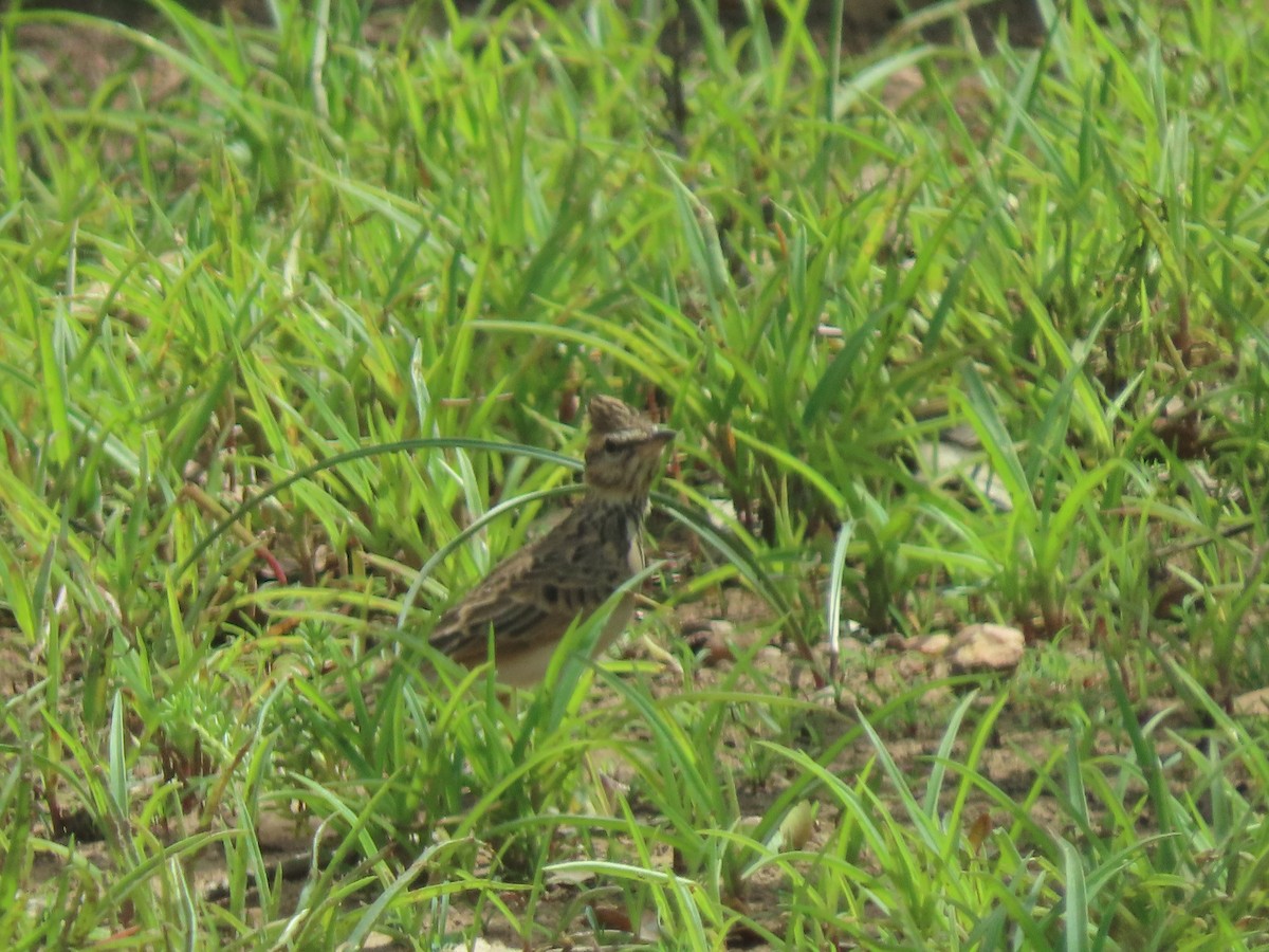 Sun Lark - ML639136297