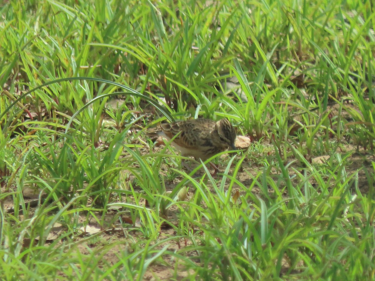 Sun Lark - ML639136298