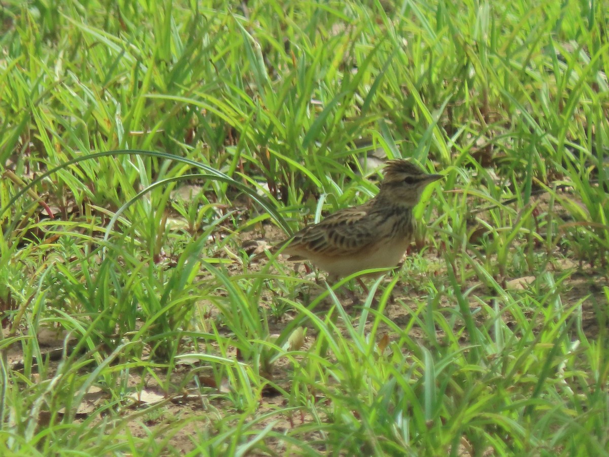 Sun Lark - ML639136300