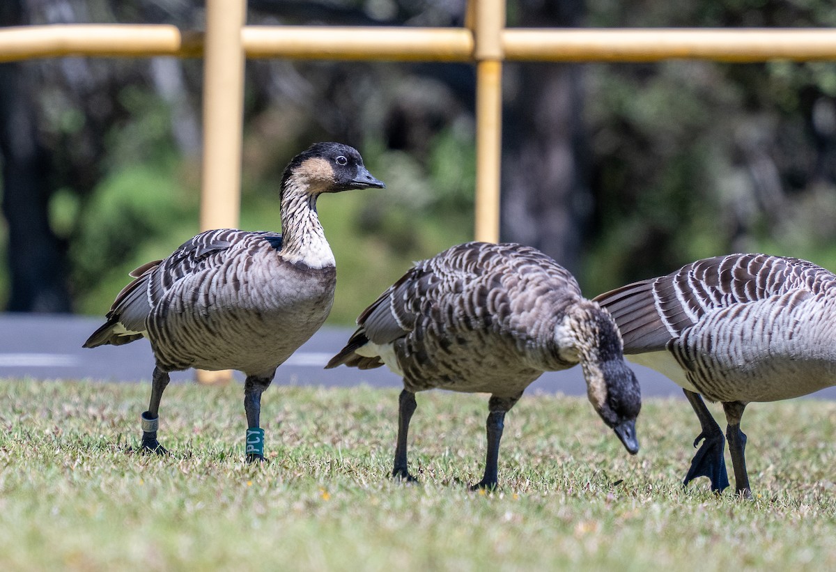 berneška havajská - ML639136348