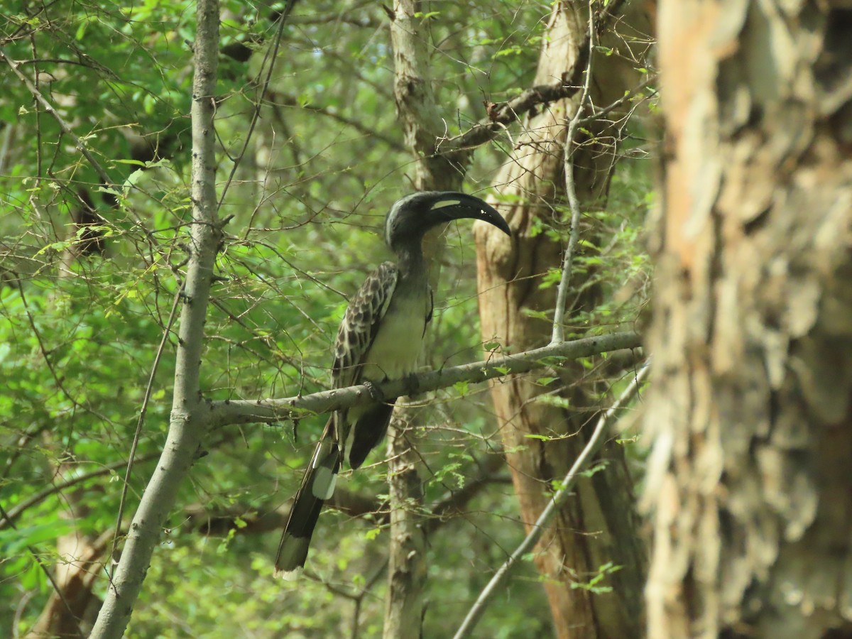 African Gray Hornbill - ML639136349