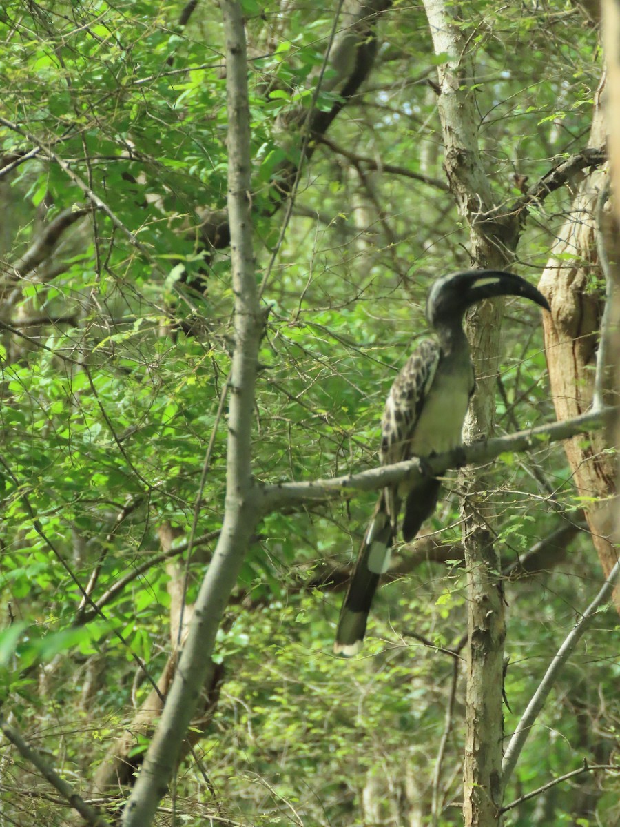 African Gray Hornbill - ML639136350