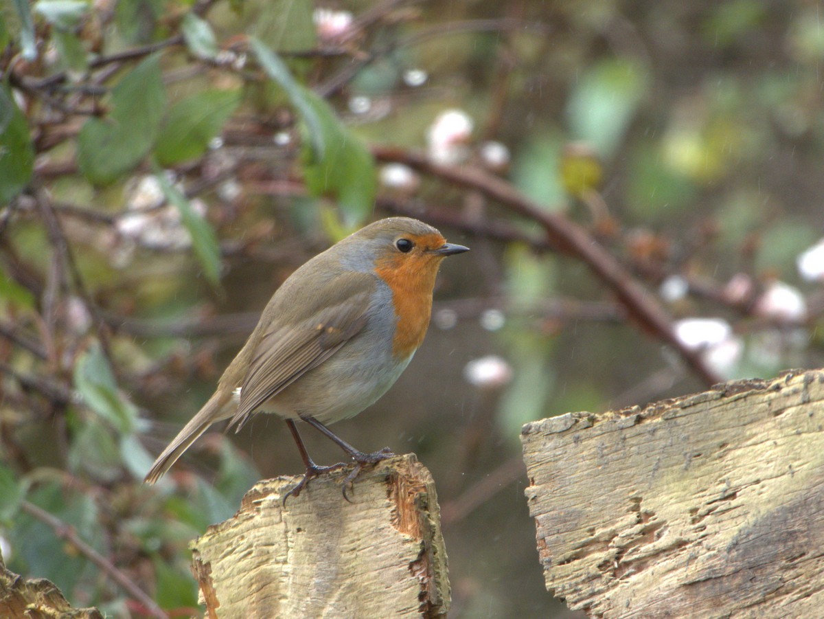 Өрнийн зээрд омруут - ML639136381