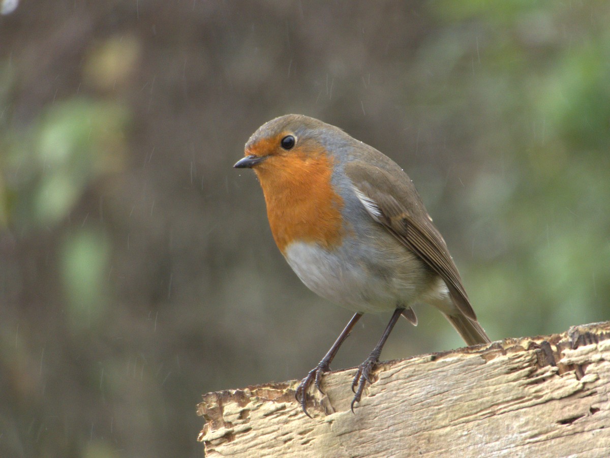 Өрнийн зээрд омруут - ML639136382