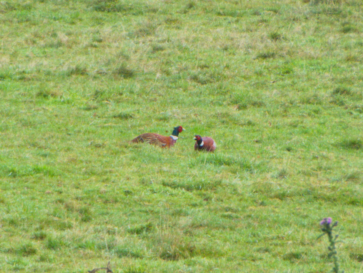 Зэрлэг гургуул - ML639136385