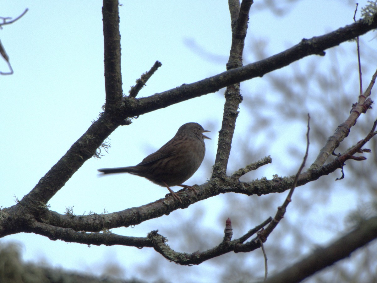 Өрнөдийн хайруулдай - ML639136408