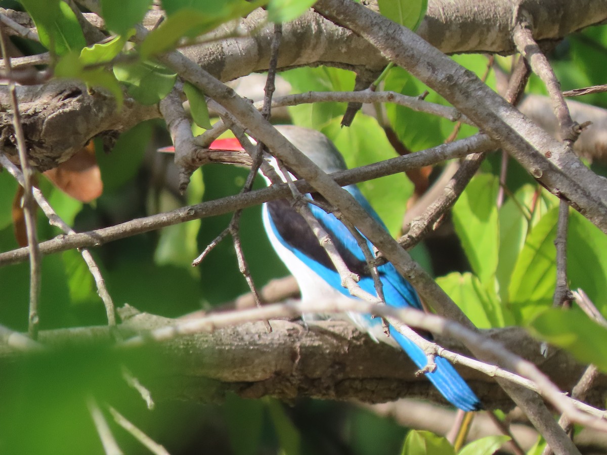 Woodland Kingfisher - ML639136461