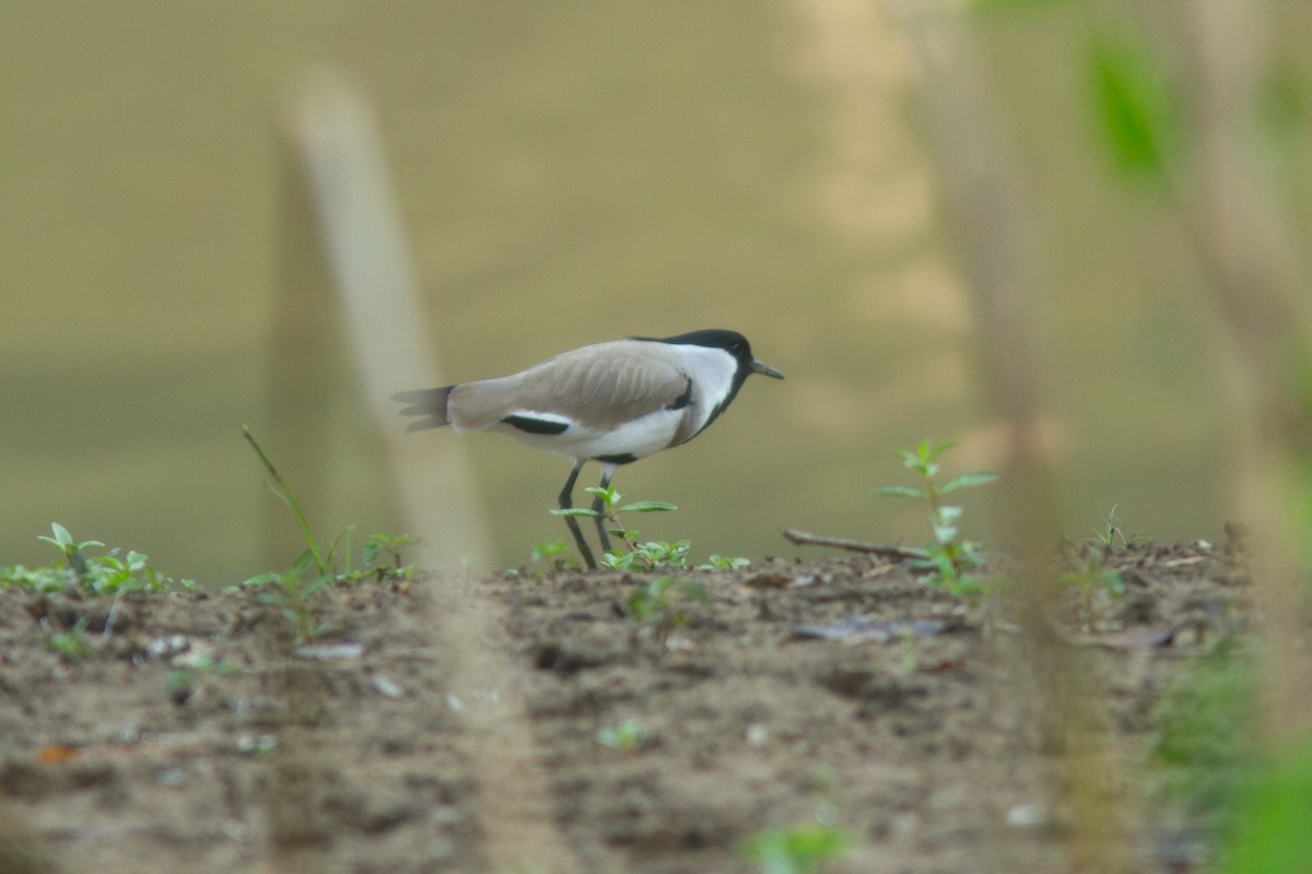 River Lapwing - ML639136508