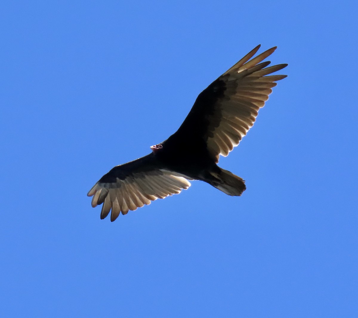 Turkey Vulture - ML639136511