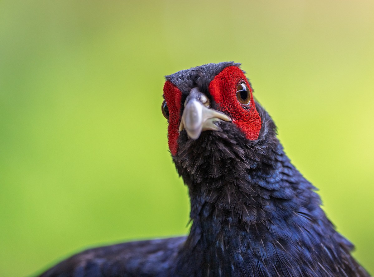 bažant tmavý - ML639136612